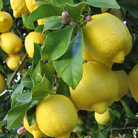 Citrus Trees Growing Guide Suttons Gardening Grow How
