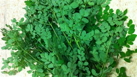 Check spelling or type a new query. Ten Nigerian medicinal plants proposed by NMC for ...