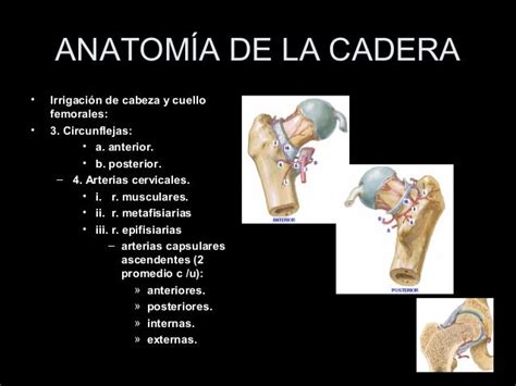 Anatomia De Cadera 3