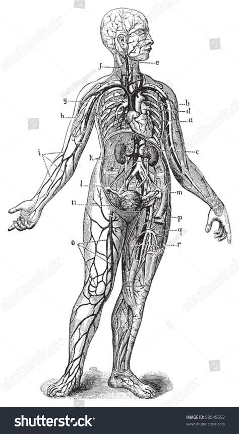 An original vintage human anatomy dissection bookplate print from 1908 featuring the internal organs of the human body. Human Anatomy Vintage Illustrations Die Frau Stock Vector 98545652 - Shutterstock