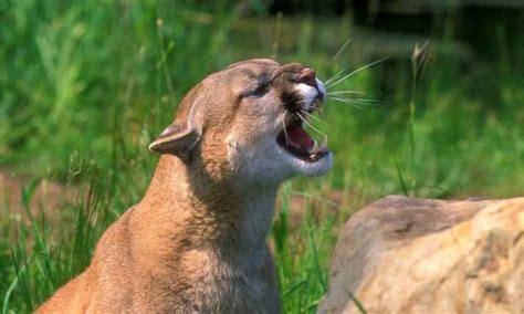 Do Mountain Lions Growl • Support Wild