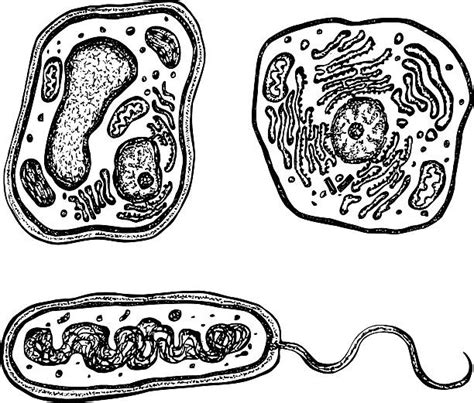 We did not find results for: Rough Endoplasmic Reticulum Illustrations, Royalty-Free ...