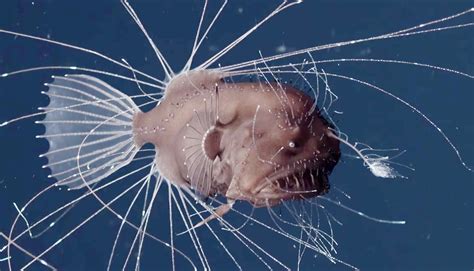19.11.2019 · angler fish do not lay eggs? First-Ever Footage Of Anglerfish Mating Is As Horrifying ...