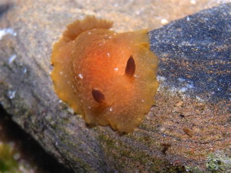 Orange Peel Nudibranch Doriopsilla Carneola Bronte Pool S Flickr