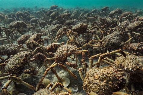 Giant Spider Crabs Swarm In Port Phillip Bay Racv