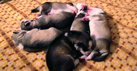 These Puppies Were Just Born What The Camera Captured Is Simply