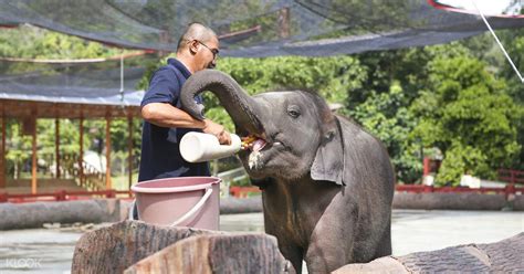 Kuala gandah elephant sanctuary is the most famous tour for malaysian, foreign tourist who are looking for adventure tours getting close to nature, the bees elephant. Kuala Gandah Elephant Sanctuary - Klook