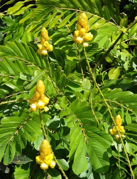 Cassia Plant Growing And Care Guide For Gardeners