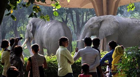 Delhi Zoo All Set For Renovation Authorities Plan A ‘forest Like