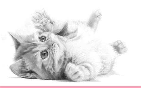 One of the most adorable pets is the cat. PUDDY CAT PENCIL DRAWING, by Artist Sophie lawson