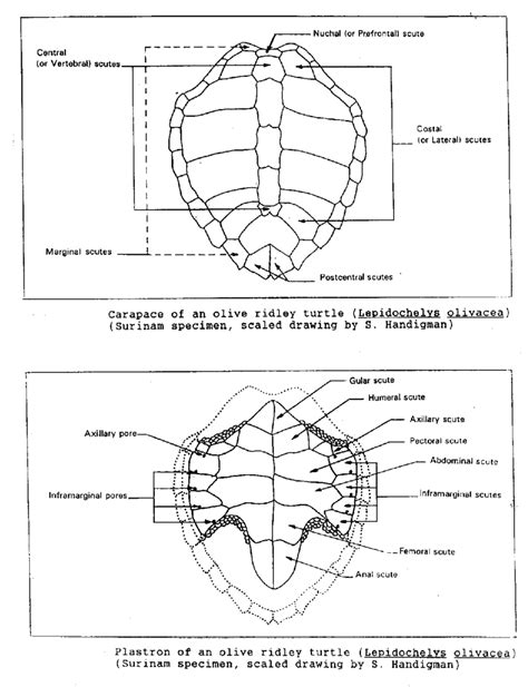 Carapace And Plastron Illustrating The Commonly Used Morphological