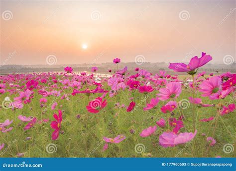 Pink Flowers Field Backgroundbeautiful Cosmos Flowers Blooming In