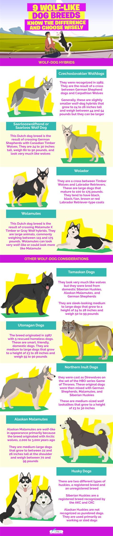 9 Wolf Like Dog Breeds Know The Difference