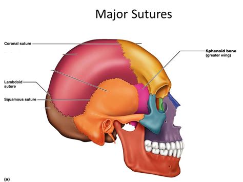 Sutures Of The Skull Diagram Quizlet