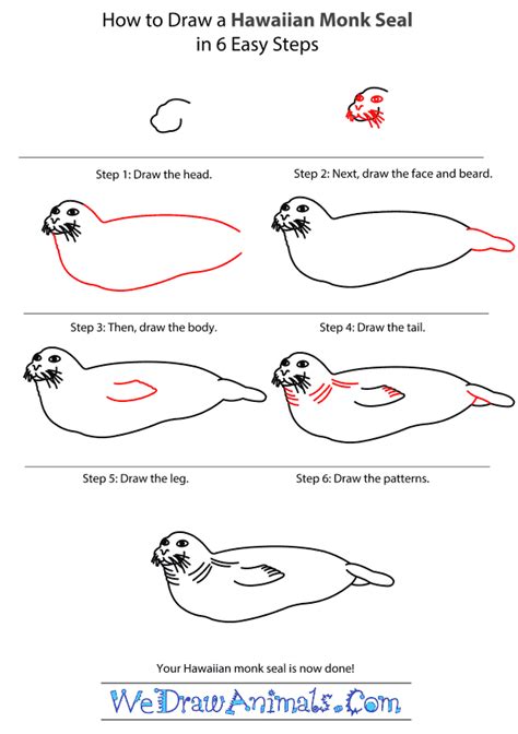 How To Draw A Hawaiian Monk Seal