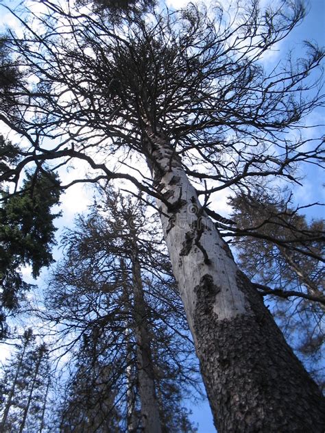 Pine Stock Image Image Of Spruce Bark Bohemian Wood 422667