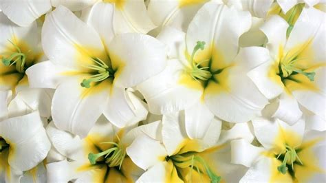 El Top 100 Imagen Tipos De Flores Blancas Y Sus Nombres Abzlocalmx