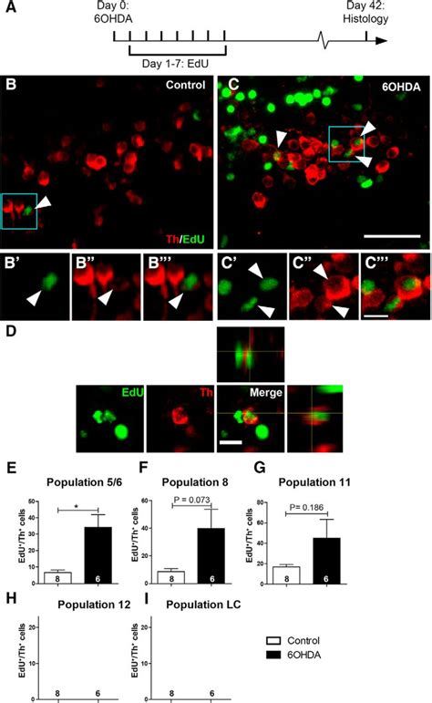 Regeneration Of Dopaminergic Neurons In Adult Zebrafish Depends On