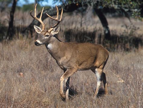 Filewhite Tailed Deer Wikimedia Commons