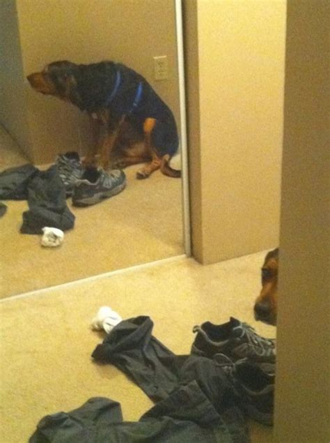 Konten spoiler hanya untuk dewasa yang masih belum 18tahun keatas ga boleh nonton dulu ya sekali digenjot istri boss malah ketagihan. 20 Dogs Who Utterly Fail At Hide-And-Seek (But Don't Know It)