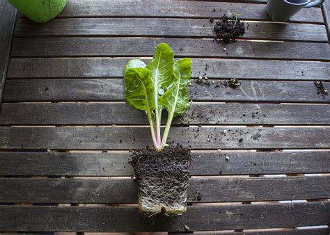 How to grow your own food without a garden. Grow Your Own Food - Planting Your Garden - Nutmeg Disrupted