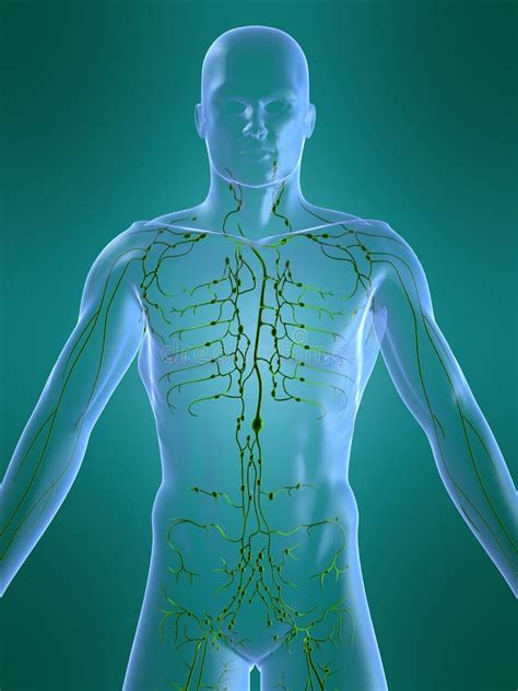 Lymphatic System Diagram Illustrations Royalty Free Vector Graphics