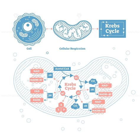 Krebs Cycle Vector Illustration VectorMine