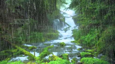 Stong Rain In Forest Motion Background Youtube