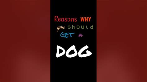 Reasons Why You Should Get A Dog Youtube