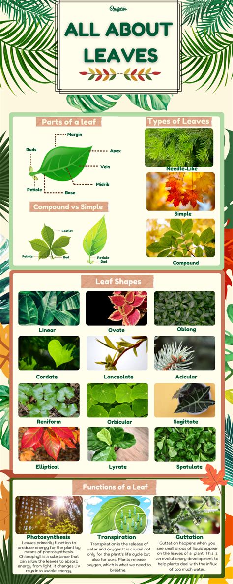 Complete Guide To Different Types Of Leaves With Pictures And Leaf
