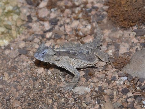 Giant Horned Lizard Facts And Pictures