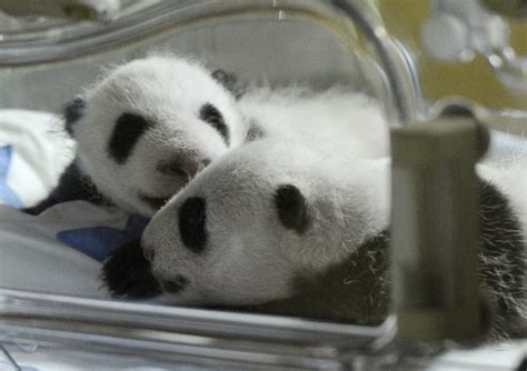Petfwdmail Newly Born Twins Panda Cubs Grimaces In Their Incubator At