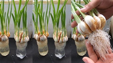 Trick To Quickly Rooting Growing Garlic In Plastic Bottles How To
