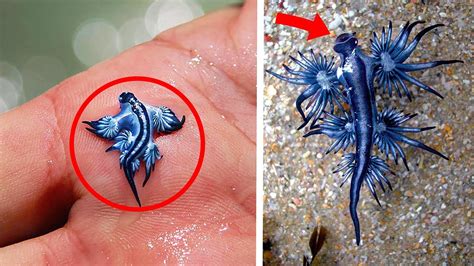 Top 10 Smallest Sea Creatures Underwater Central Youtube