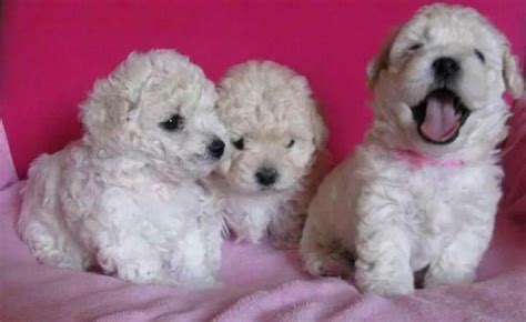 Cachorros French Poodle Tacita De Te Ya Vacunados 150000 En
