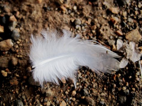 White Feather On The Ground Free Stock Photo Public Domain Pictures
