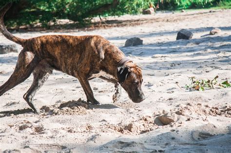 Gassireport Hundeblog Im Riechen Sind Hunde Den Menschen Mehr Als Nur