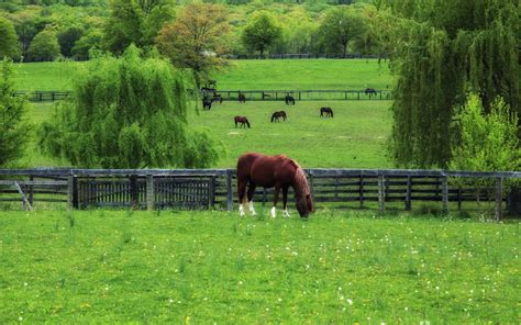 Download Pasture Animal Horse Hd Wallpaper
