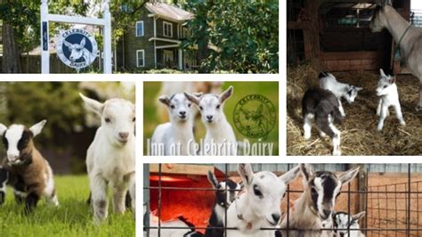 Kidding Season When Baby Goats Are Born Celebrity Dairy