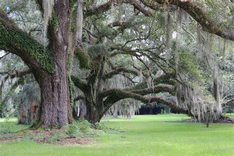 Types Of Oak Trees In Louisiana Louisiana Live Oak Tree Photograph By
