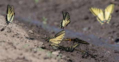 Two Tailed Swallowtail Butterflies Puddling Mia Mcpherson S On The