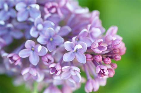 Lilac Facts What You Should Know About Lilacs Fragrant Flowers Garden Fragrant Plant Flower