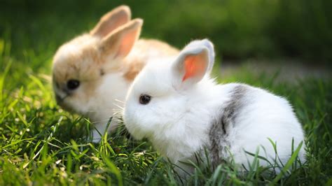 Cute Bunnies 4k Wallpapers Hd Wallpapers Id 30746