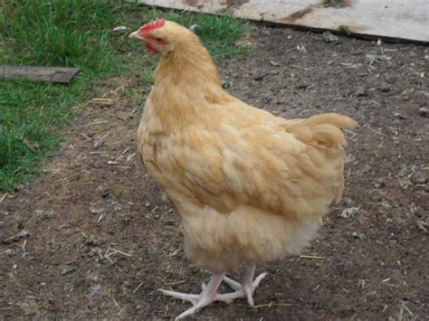 Maybe you would like to learn more about one of these? 13 week old buff orpington hen or rooster?