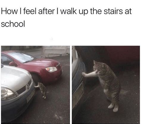 32 Cat Memes To Ensure You Have A Fabulous Caturday Memes Humor Funny