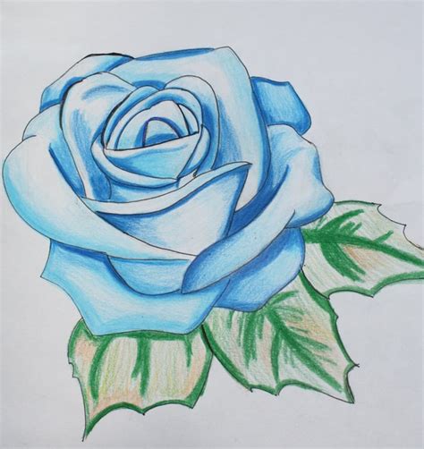 38 Best Ideas For Coloring Flower Rose Drawing