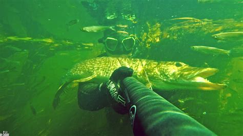 Подводная охота Самая чистая полная рыбы малая река Добыли трофей