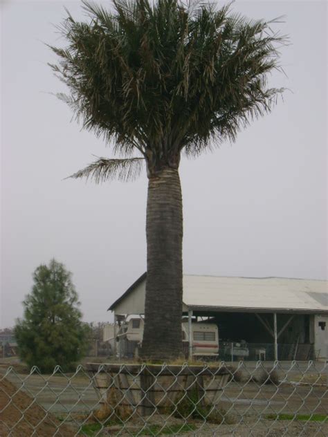 What Are Your Regions Most Popularcommon Palms Discussing Palm