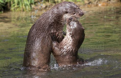 Otters Playing And Showing Affection In The Water Yorkshire England