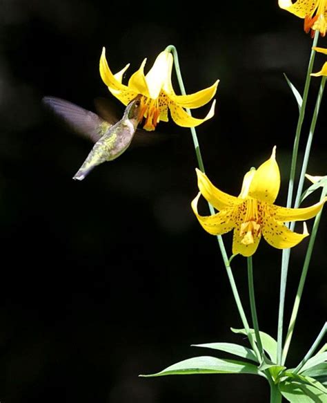 It's such a treat to see hummingbirds in your garden! 37 Flowers That Attract Hummingbirds | How to attract ...